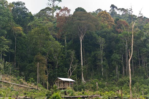 Jungle hut in a clearing