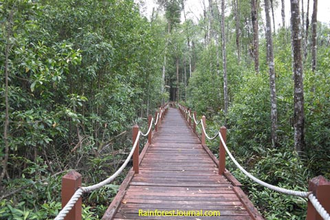 mangrove boardwalk