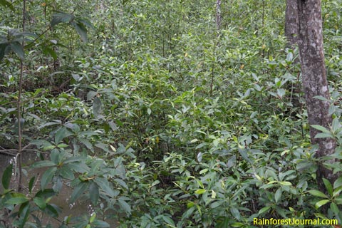 mangrove saplings