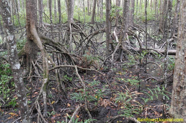 rhizophora apiculata roots