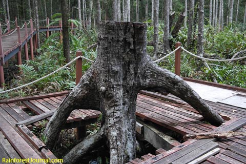 rhizophora stump