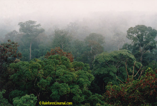 Emergent trees of the rainforest