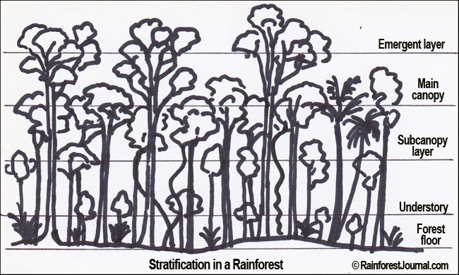 Rainforest layers