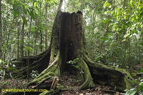 old chengal stump