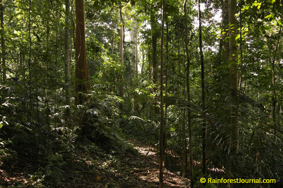 taman negara rainforest