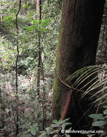 the secret world of the berembun forest