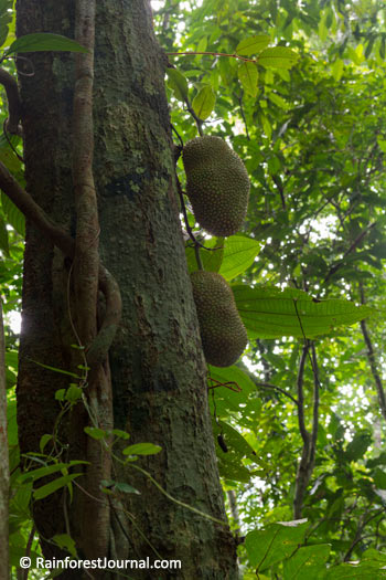 wild jackfruit in the berembun forest