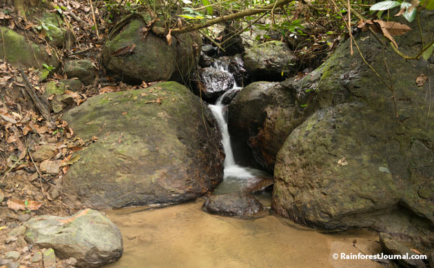 jungle stream in somset